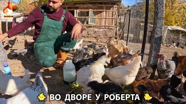 Содержание кур в домашних условиях и других птиц во дворе у Роберта 🐣🐤🦆🐔🪿🦃 (363)