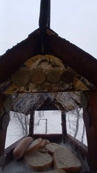 1000006361.mp4Жизнь кормушки.13.12.2025г.