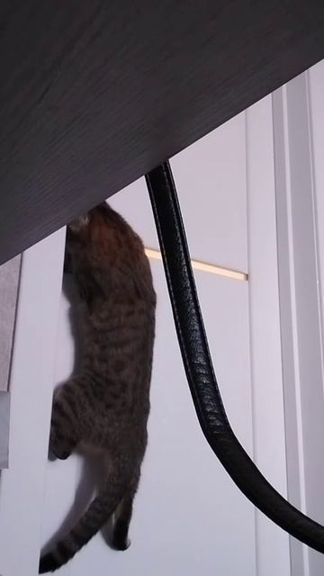 акробат 🤣🤣