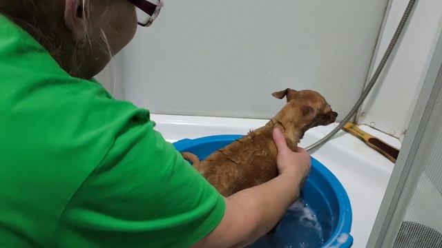 ТЕФТЕЛИ _ на ОВОЩНОЙ подушке! Делаем ПЕДИКЮР! И поговорить.