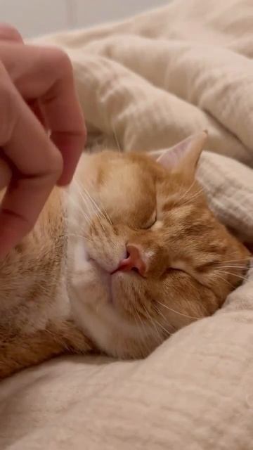 Лёгкая импровизация на усах