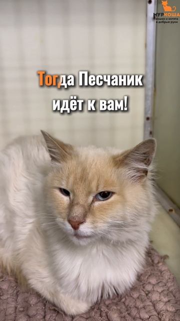 Песчаник ждёт вас в приюте #Муркоша