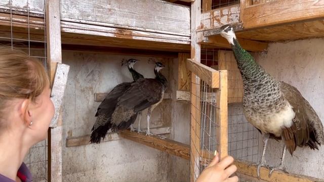 Ждать ли пополнения у коз?! Кого мы ещё привезли к себе на ферму? | Молодая Ферма