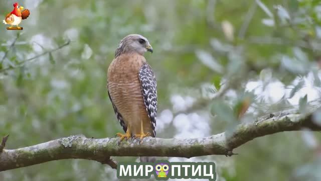 Мир птиц – красота и грация пернатых созданий Природы 🦩🦚🦜 Выпуск (417) 🦉🐦🐤