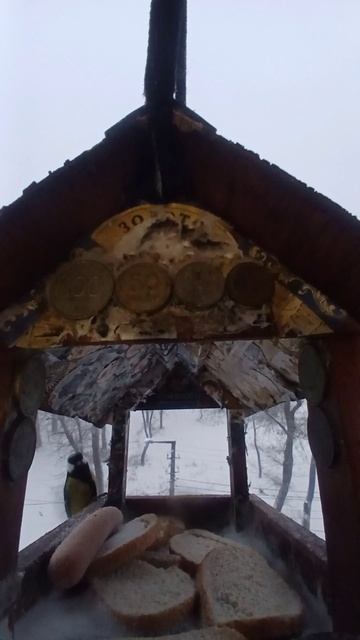 1000006360.mp4Кормушка.13.12.2025г.