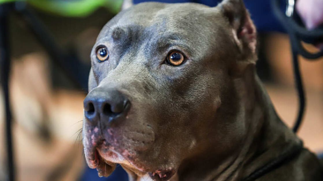 Бультерьеры напали на мать с ребенком и чуть не откусили голову младенцу