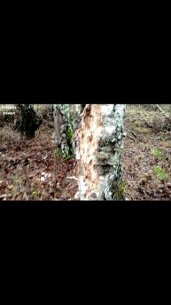 Зарисовки в лесу у бывшей деревни Суворово ноябрь 2025