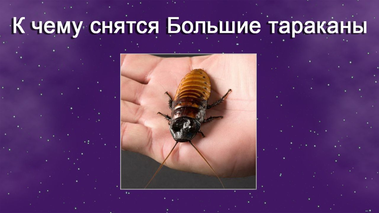 К чему снятся Большие тараканы (Сонник)