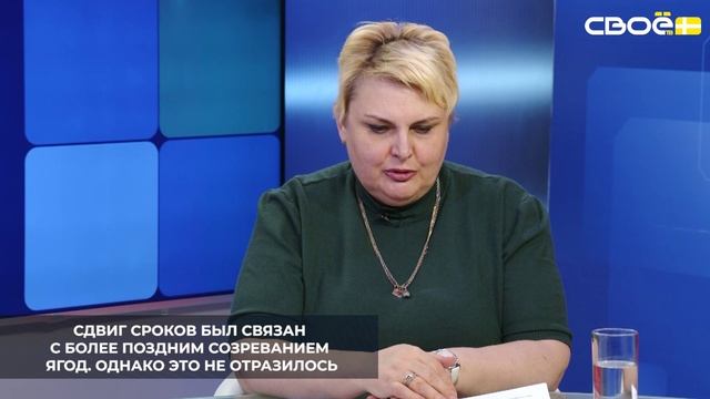 Сезон сбора винограда в Ставропольском крае в этом году стартовал позже обычного