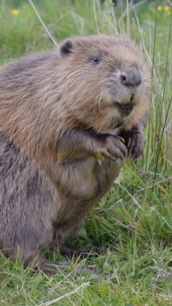 Бобр 🦫🦫🦫 ролик ...клип ..