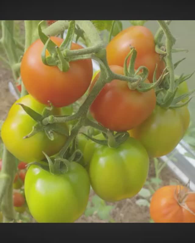 Томат Штраух .  СКИДКИ на СЕМЕНА!   т. 89229284031