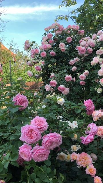 Мой цветущий сад💐💖