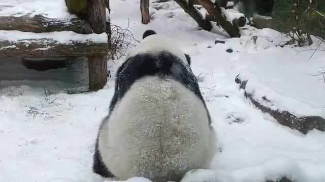 В Московском зоопарке показали, как панда Катюша радуется снегу