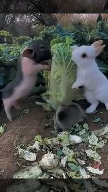 Любители капусты 😍😘🐩🐰🐷