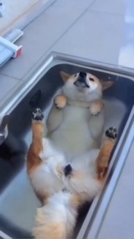 Видео от МЯУтаверс – как метавселенная, но с котами