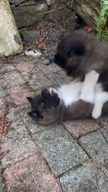 Милые собачки 🐩♥☺😍🤩