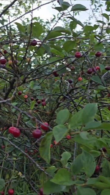 Вишня 🍒  #вишня #еда #сад #огород