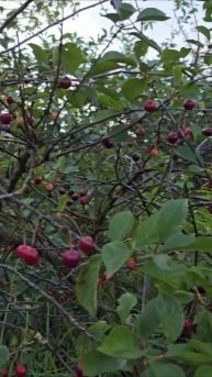 Вишня 🍒 #вишня #еда #сад #огород