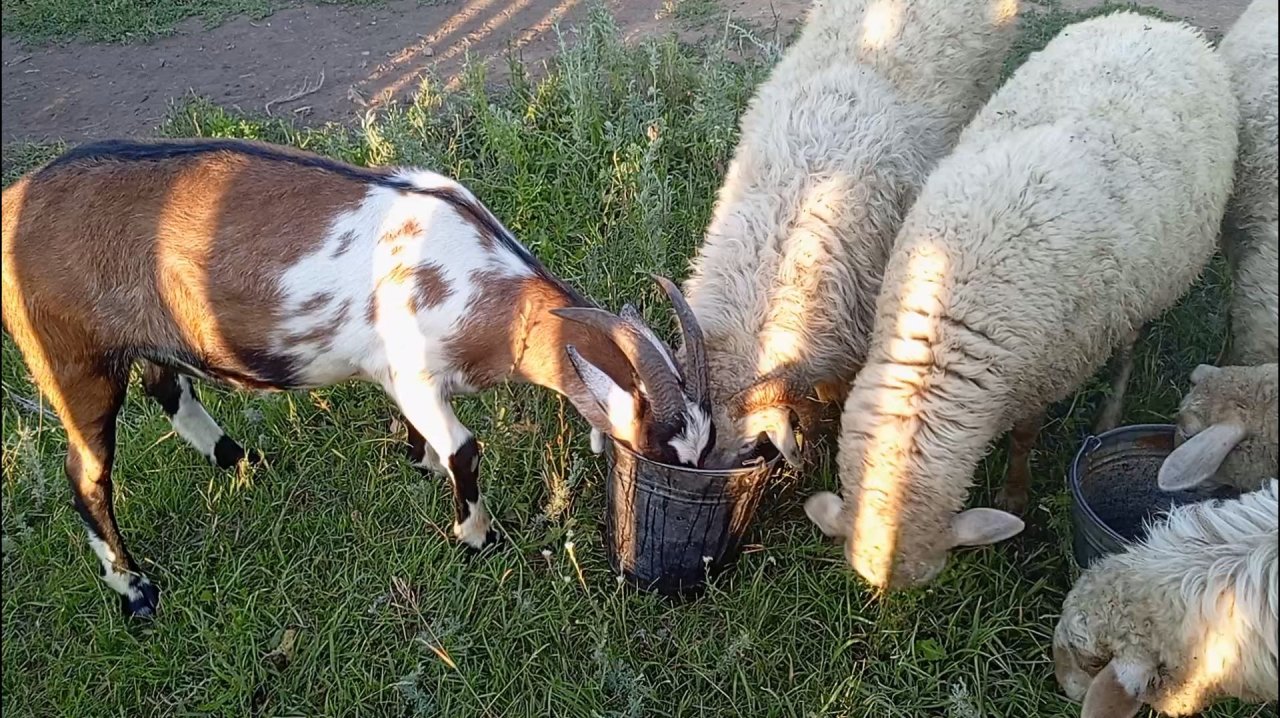 МНОГО БАРАНОВ 🐏 И КОЗ 🐐 ПЬЮТ ВОДУ С ВЕДРА