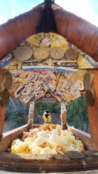 1000002410.mp4Кормушка.13.12.2025г.