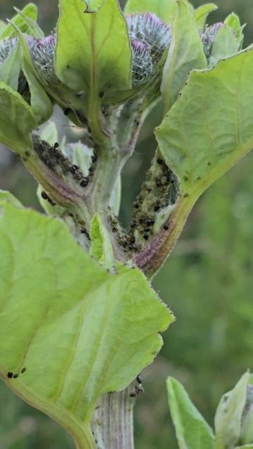 муравьи #насекомые #муровей #природа #растения