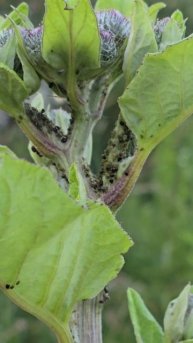 муравьи #насекомые #муровей #природа #растения