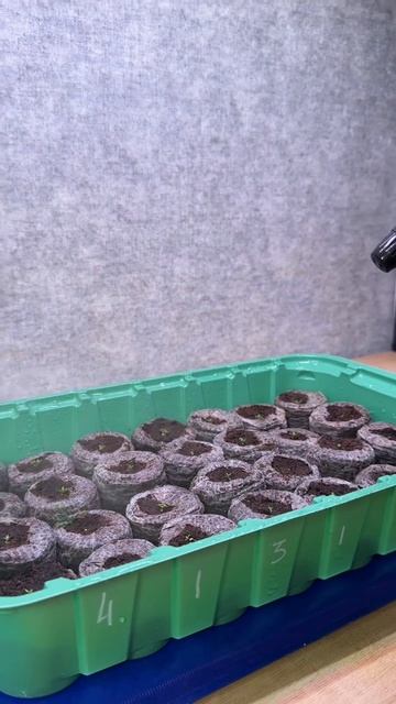 Как вырастить эустомы