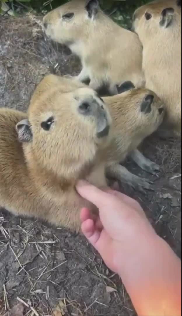 #котик #смешныеанекдоты #catselfie #котикиповсюду #ржачушки #позитив #смехдоупаду #шуткидлянастро...