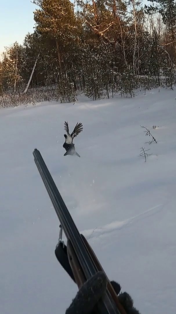 Вылет тетерева из лунки.Красота!