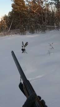 Вылет тетерева из лунки.Красота!