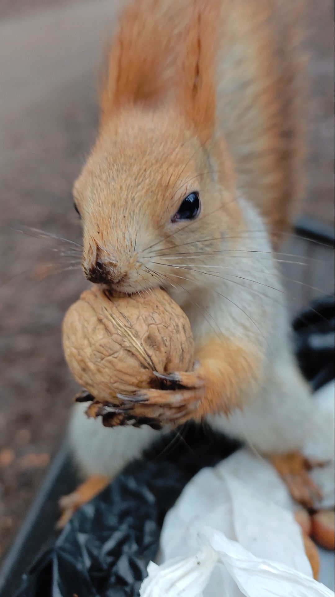 Орешек для милой белки