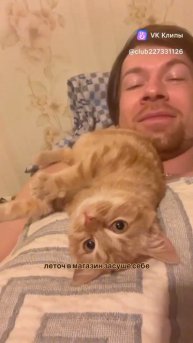 История одного котенка