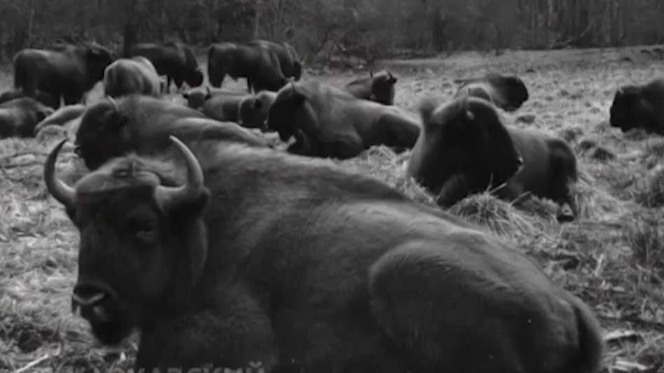 В Кавказском заповеднике в Сочи оживили старые фотографии зубров