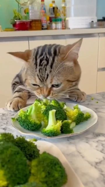 Разгрузочный день😂