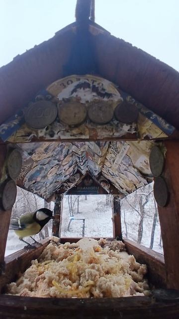 1000006319.mp4Кормушка.13.12.2025г.