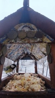 1000006319.mp4Кормушка.13.12.2025г.