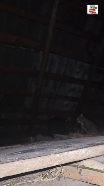 Неизвестный Гражданин в конце рабочего дня пришёл к Чернухе в офис на собеседование 🏫😼☝️🐈⬛🐶