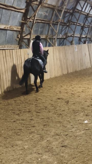 Даша и Наоми, переход с галопа в шаг.