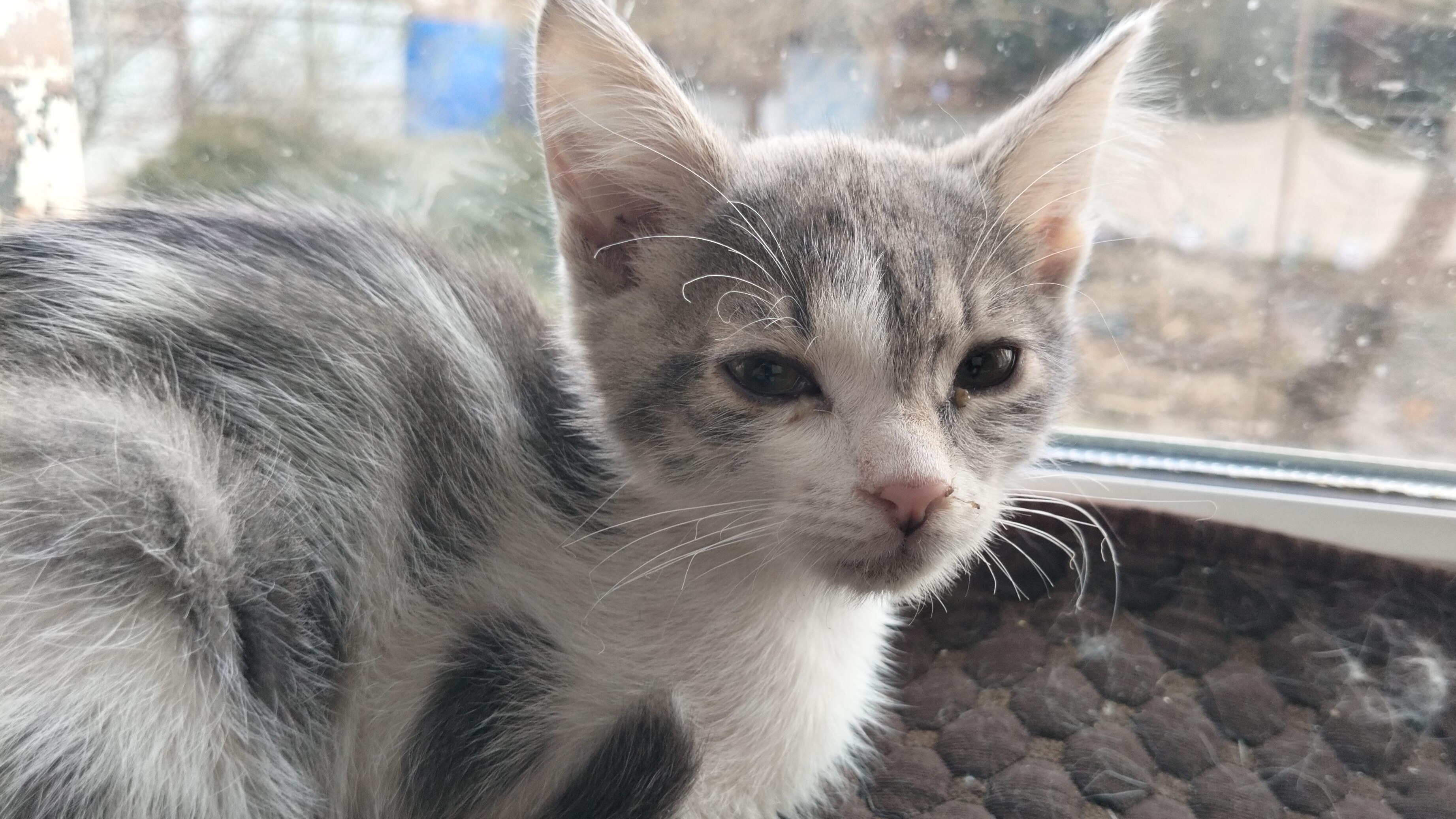 Котёнок "Катушечница" добыла всем по игрушке😂