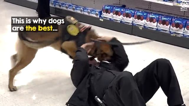 Служебный пёс К9 узнал своего напарника спустя 6 месяцев