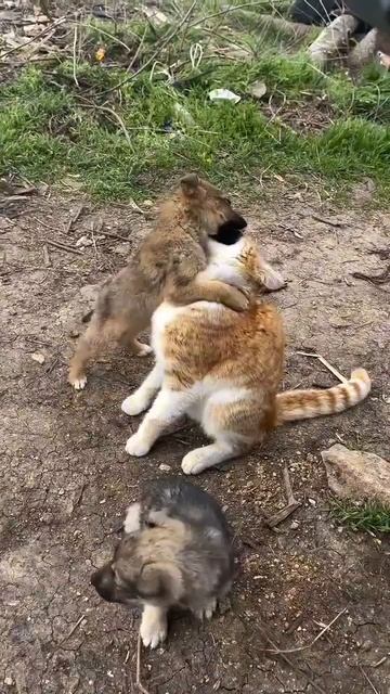 Теплая встреча после долгой разлуки 🐈⬛🐩🤩😘🥰