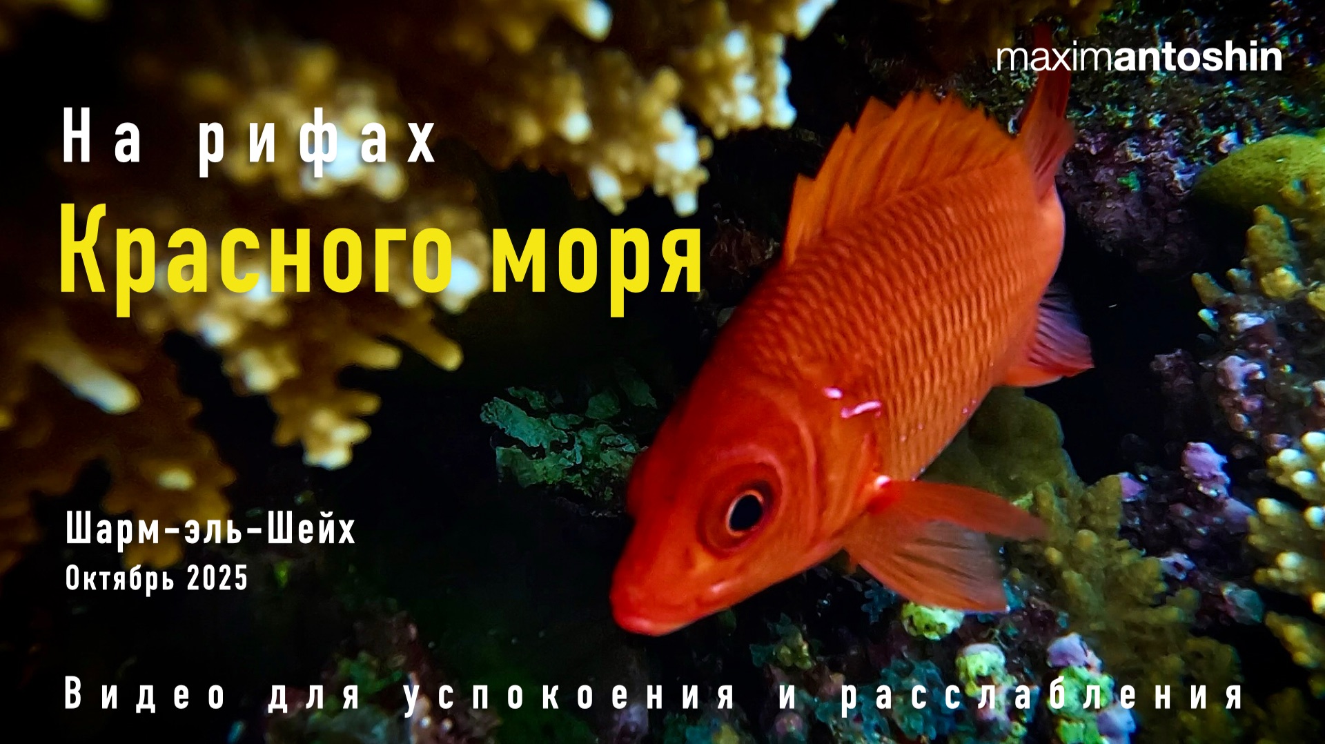 На рифах Красного моря. Шарм-эль-Шейх. 24 октября 2025. Музыкальное видео для расслабления.