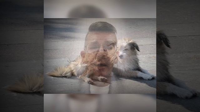 Роберт Рождественский "Пёса моя, пёса"