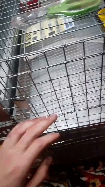 Приобрел клетку для перепелов🐦 Удачная покупка👍 Подарок отцу на Новый Год🙏