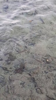 Кормим рыбок