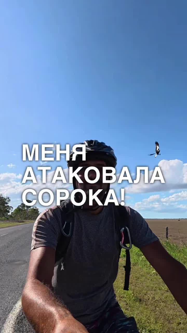 Меня атаковала сорока!!!