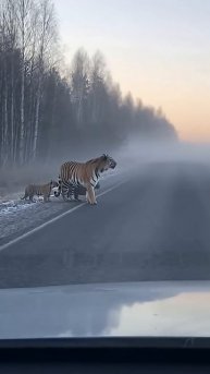 Бывает же такое. #заповедник # природа # животные