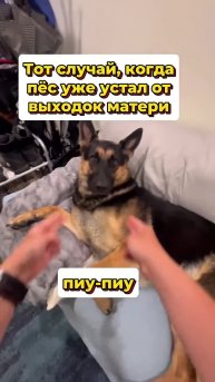 #животные #Милые #видео