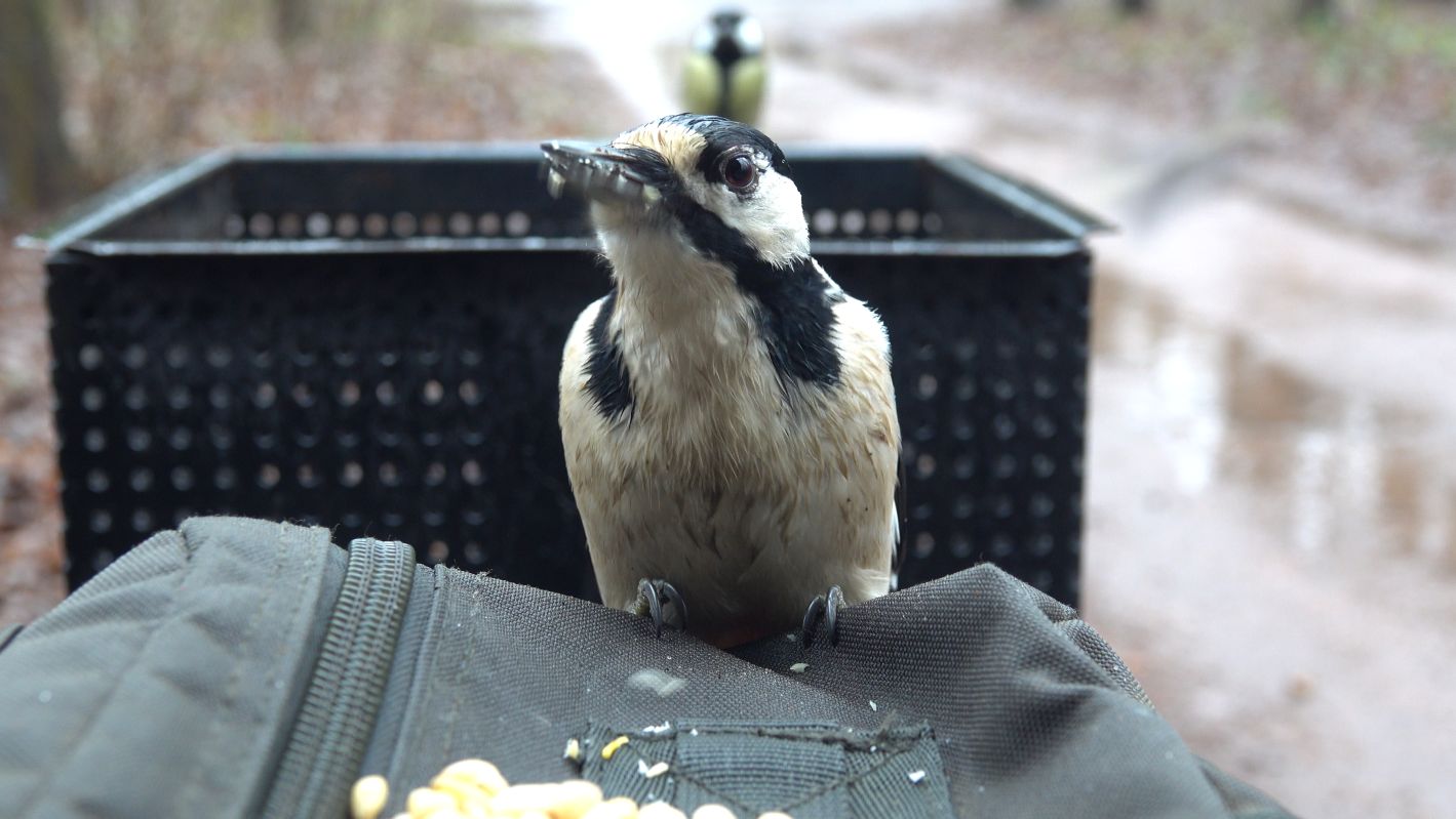 Немного о мокром дятле. Зарисовка