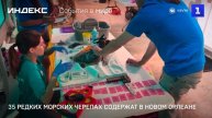 35 редких морских черепах содержат в Новом Орлеане